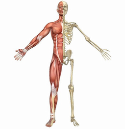 آموزش آناتومی عمومی بدن انسان